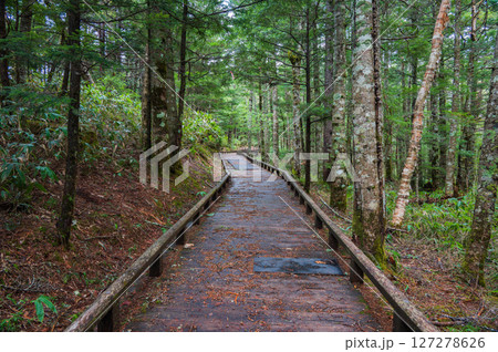 【乗鞍高原】木道と新緑【牛留池周回路】 127278626