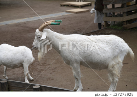 アンデルセン公園の山羊 アンデルセン公園の山羊 127278929