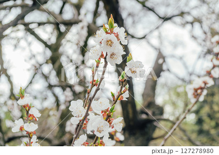 A tree with white flowers is in the foreground 127278980