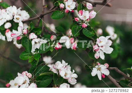 A tree with white flowers is in full bloom A tree with white flowers is in full bloom 127278982