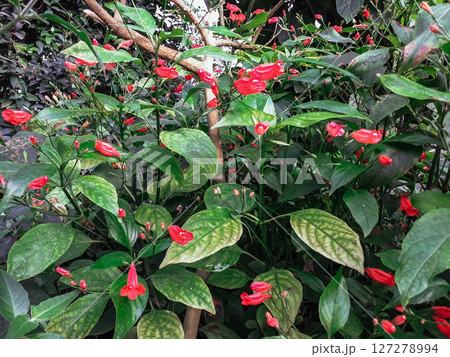 A bunch of red flowers with green leaves A bunch of red flowers with green leaves 127278994
