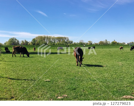 A herd of cows are grazing in a lush green field 127279023