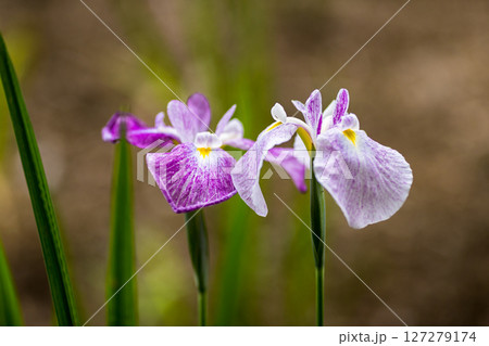 埼玉県狭山市智光山公園　花菖蒲まつり 127279174