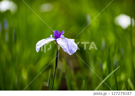 埼玉県狭山市智光山公園 花菖蒲まつり 埼玉県狭山市智光山公園 花菖蒲まつり 127279187