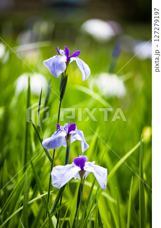埼玉県狭山市智光山公園　花菖蒲まつり 127279197