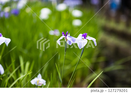 埼玉県狭山市智光山公園　花菖蒲まつり 127279201