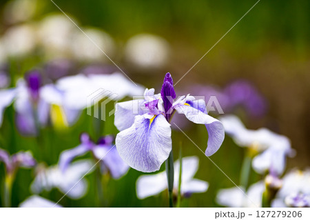 埼玉県狭山市智光山公園　花菖蒲まつり 127279206