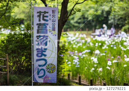 埼玉県狭山市智光山公園 花菖蒲まつり 埼玉県狭山市智光山公園 花菖蒲まつり 127279221