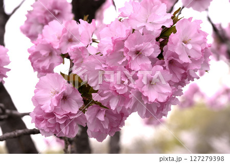 さとざくら紅豊の花 さとざくら紅豊の花 127279398