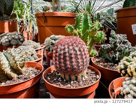 Bunch of potted cacti and succulents are displayed in a greenhouse Bunch of potted cacti and succulents are displayed in a greenhouse 127279417