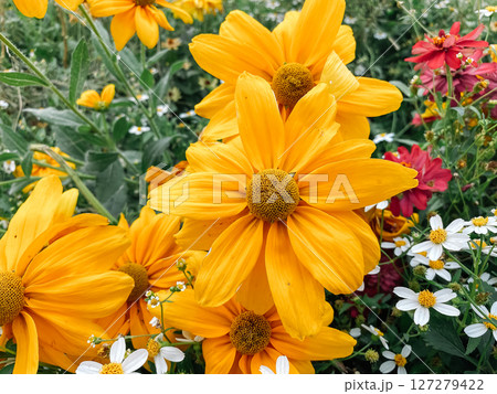 Bunch of yellow flowers with a few red flowers in the background 127279422