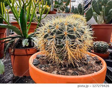 Cactus is in a pot with other plants Cactus is in a pot with other plants 127279426