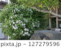 祠の横のウツギの花 127279596
