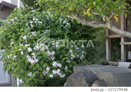 祠の横のウツギの花 127279596