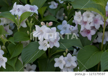 ウツギの花(アップ) 127279597