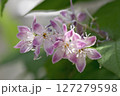 ピンク色のウツギの花(アップ) 127279598