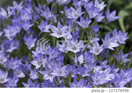 ブローディア(トリテレイア) 127279599