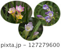 交雑して生まれたフリージアの花 127279600