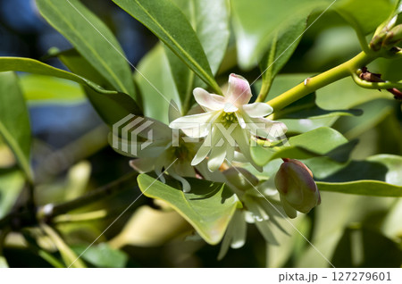 シキミの花 127279601