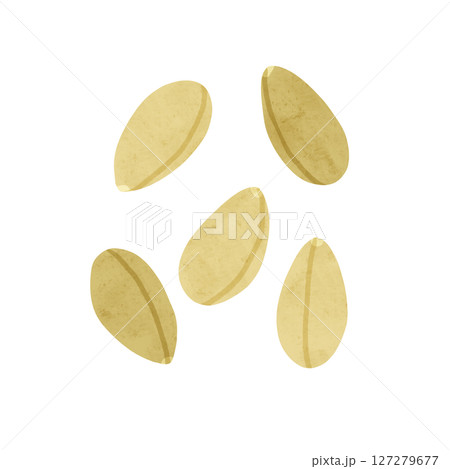 白胡麻　水彩風手描きイラスト 127279677