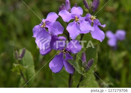 紫色の花を咲かすオオアラセイトウ 127279706