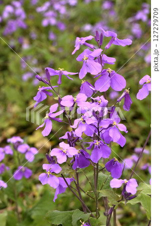 紫色の花を咲かすオオアラセイトウ 127279709