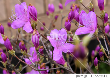 ミツバツツジの花 127279814