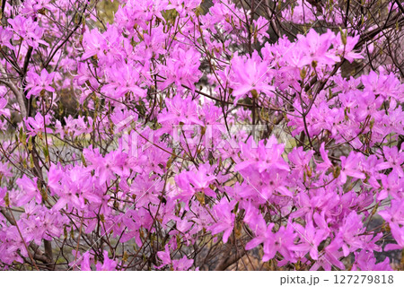 ミツバツツジの花 127279818
