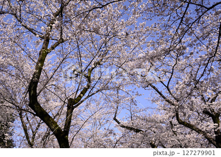 青空に映える満開の桜 青空に映える満開の桜 127279901