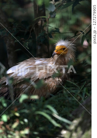 草むらで振り向くエジプトハゲワシ 127279905