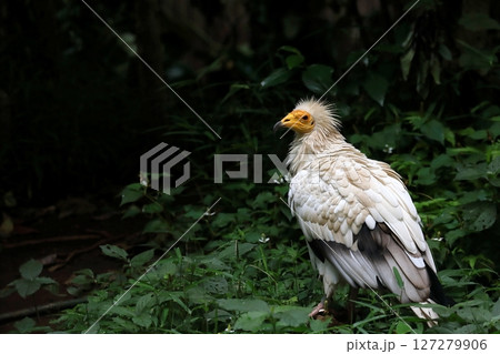 横を向いたエジプトハゲワシ 横を向いたエジプトハゲワシ 127279906