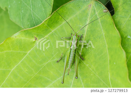 キリギリス幼虫（メス） 127279913