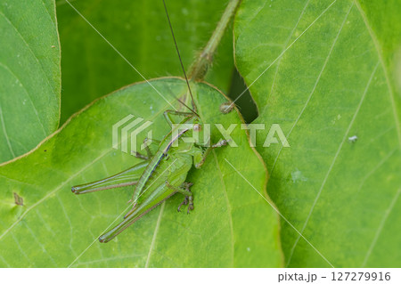 キリギリス幼虫（メス） 127279916