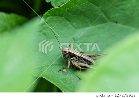 ヒメギス幼虫 127279918