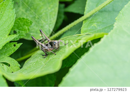ヒメギス幼虫 ヒメギス幼虫 127279923