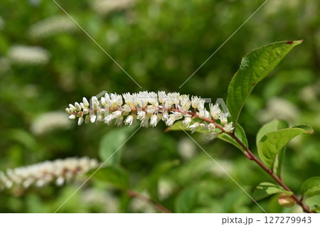 コバノズイナ（ユキノシタ科）落葉低木 127279943