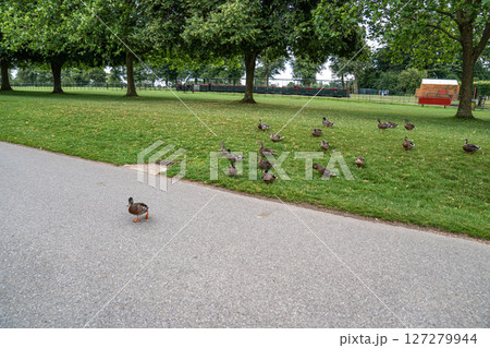 A group of ducks is walking around a grassy park area with a few on the path and others in the grass. The trees and open space provide a calm and natural environment for the ducks. 127279944