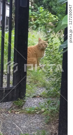 警戒する野良猫 茶トラのネコ 警戒する野良猫 茶トラのネコ 127280047