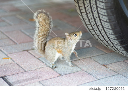 車のタイヤを警戒するトウブハイイロリス 127280061