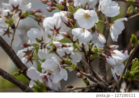 桜の花のクローズアップ 桜の花のクローズアップ 127280111