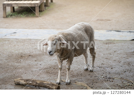 アンデルセン公園かわいい羊 アンデルセン公園かわいい羊 127280144