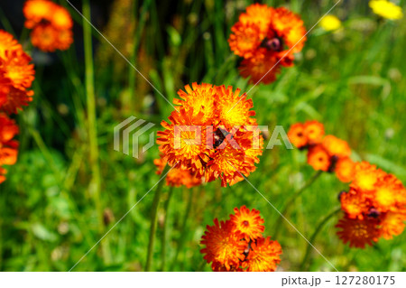 コウリンタンポポ コウリンタンポポ 127280175