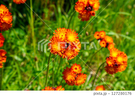 コウリンタンポポ コウリンタンポポ 127280176