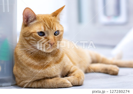 A detailed closeup image of a beautiful orange cat featuring stunning blue eyes A detailed closeup image of a beautiful orange cat featuring stunning blue eyes 127280274