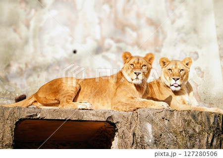 ライオン姉妹 127280506
