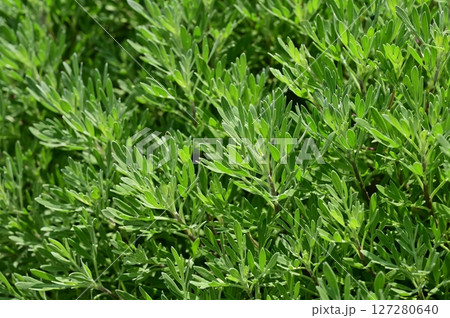 モクビャッコウ（キク科）木百香 127280640