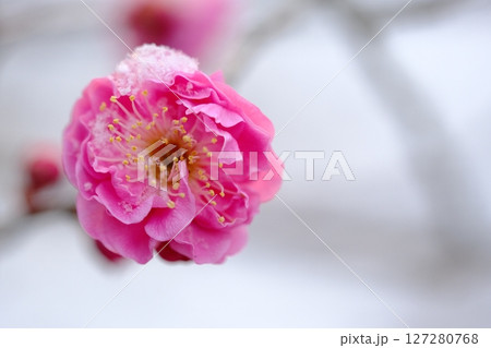 春雪とヤエノカンコウバイ 127280768