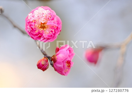 春雪とヤエノカンコウバイ 春雪とヤエノカンコウバイ 127280776