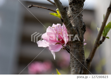 濃いピンクの桃の花 127280823