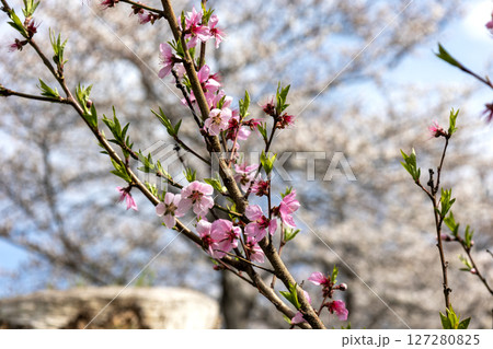 濃いピンクの桃の花 濃いピンクの桃の花 127280825